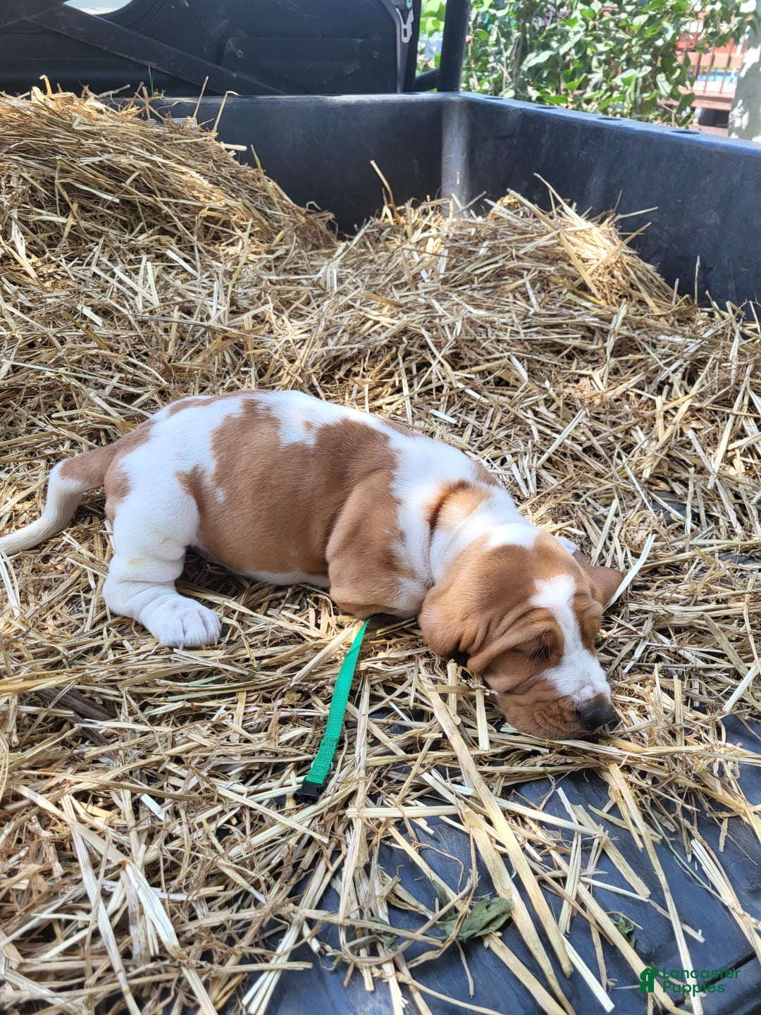 Basset Hound dogs for sale: Buster - Image 4