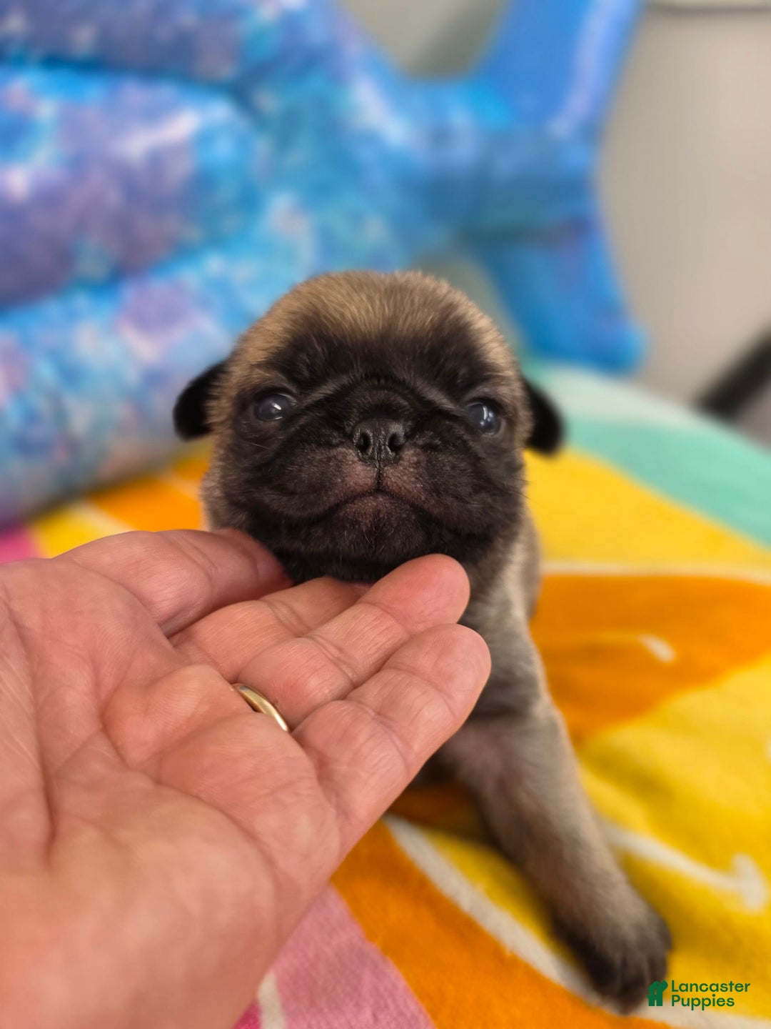 Pug dogs for sale: Lola - Image 2