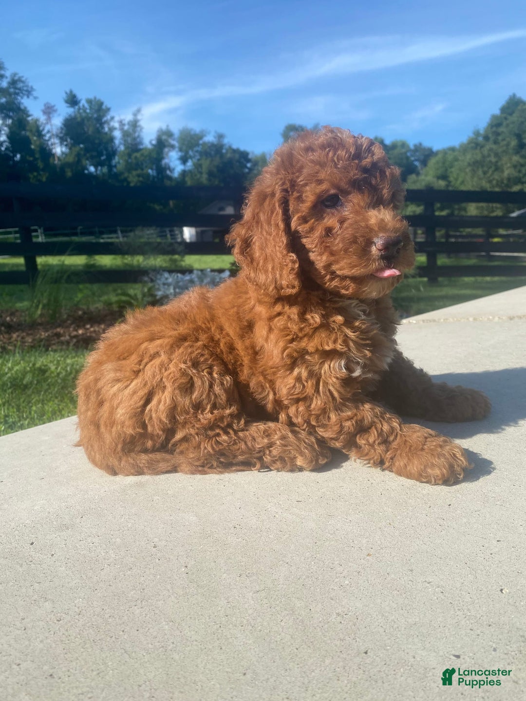 Mini Goldendoodle dogs for sale: Duchess - Image 4