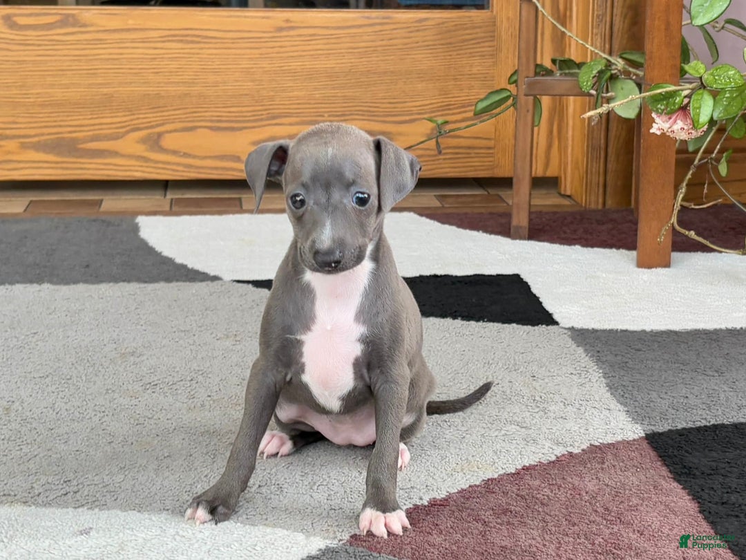 Italian Greyhound dogs for sale: Kk - Image 15