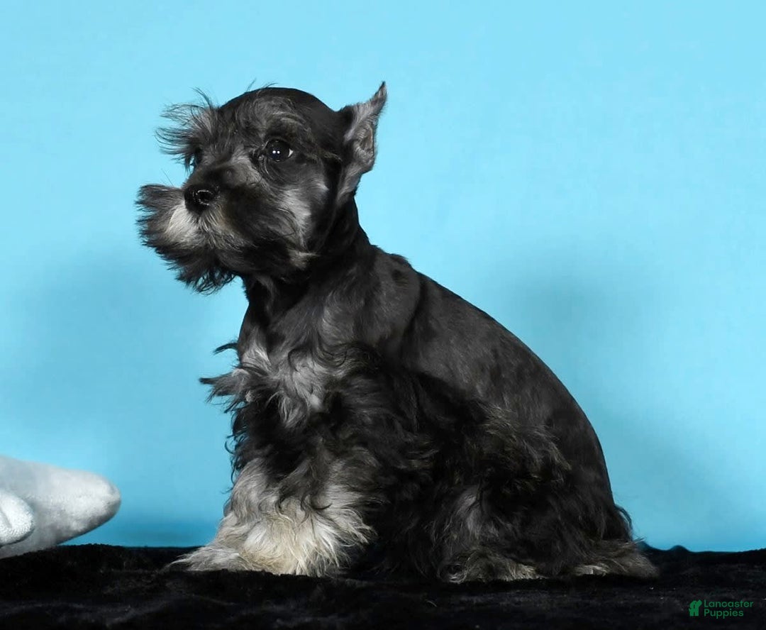 Miniature Schnauzer dogs for sale: Kermit - Image 4