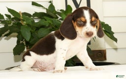 Beagle dogs for sale: Perry - Image 6