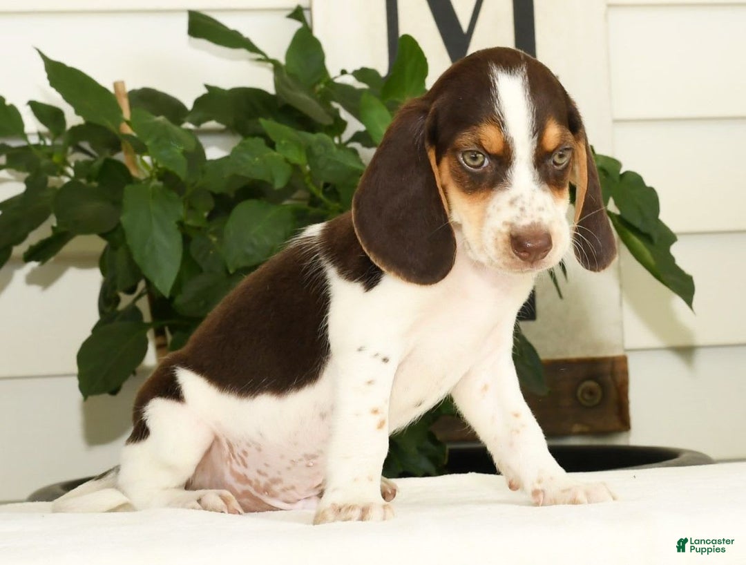 Beagle dogs for sale: Perry - Image 6