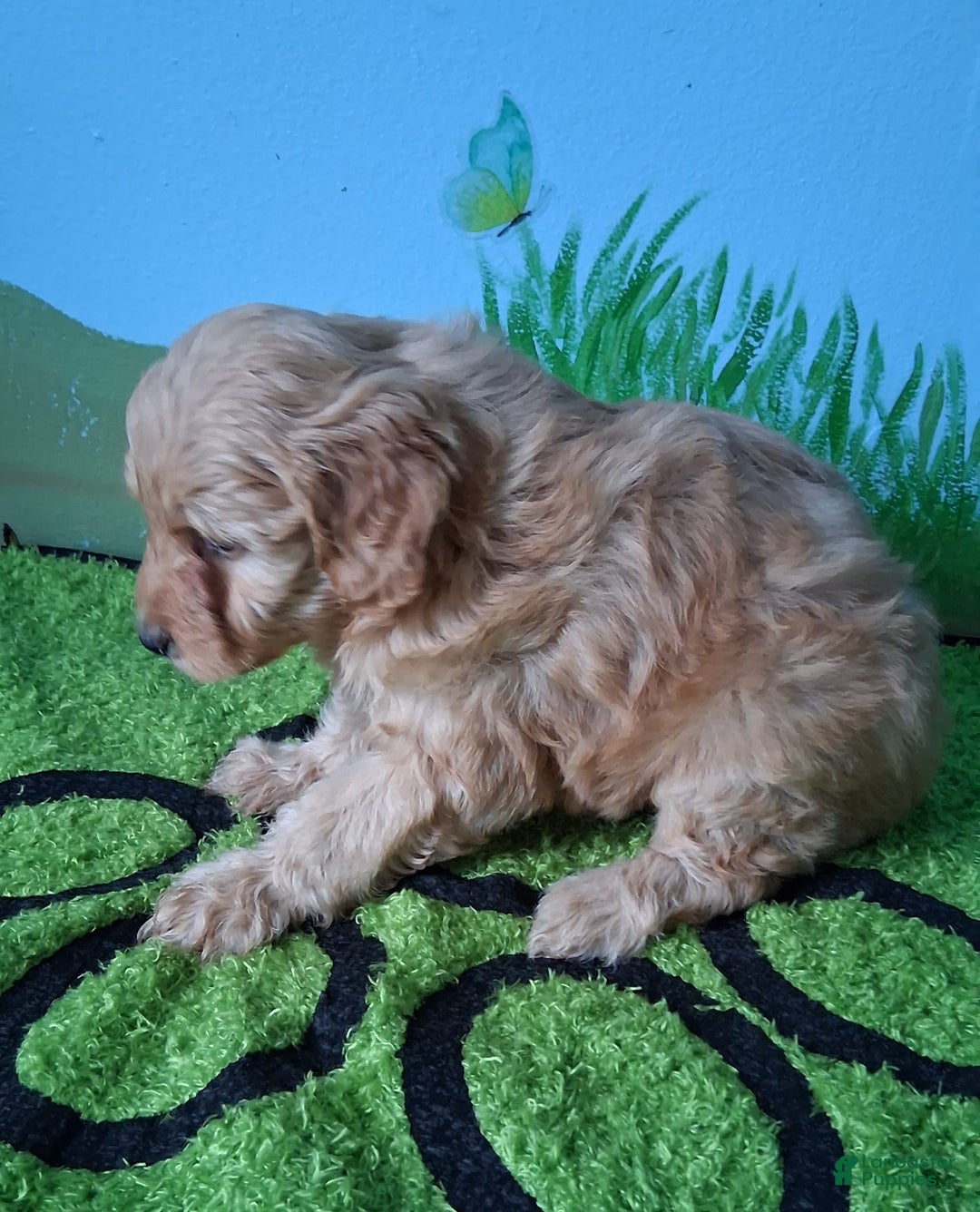 Mini Aussiedoodle dogs for sale: HONEY - Image 6