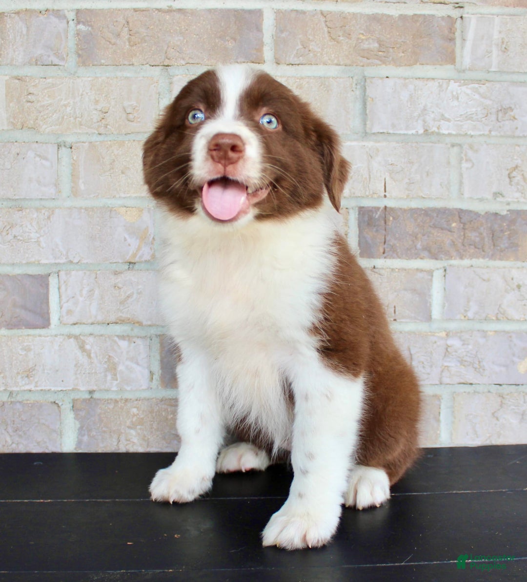 Australian Shepherd dogs for sale: Tonya - Image 5