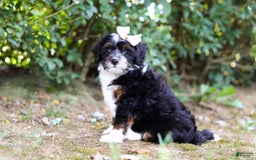Mini Bernedoodle dogs for sale: Nova - Image 3