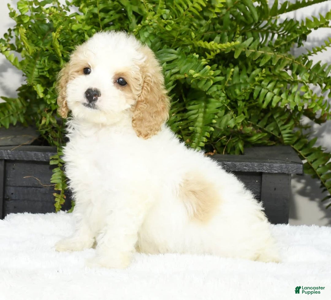 Cavapoo dogs for sale: Uriah - Image 2