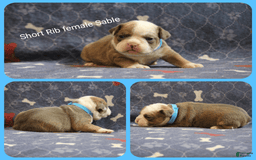 Olde English Bulldogge dogs for sale: Short Rib - Image 5
