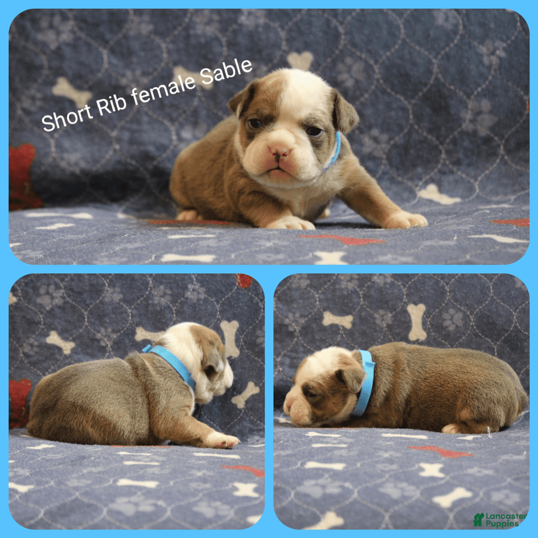 Olde English Bulldogge dogs for sale: Short Rib - Image 5