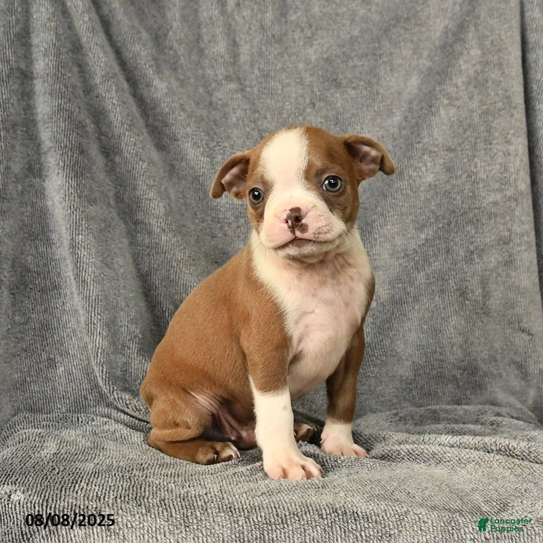 Boston Terrier dogs for sale: Loki - Image 2