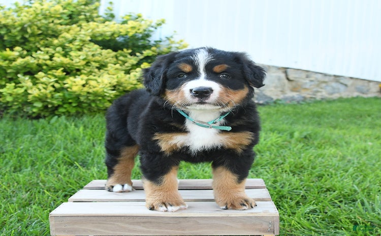 Bernese Mountain Dog dogs - Advert 27