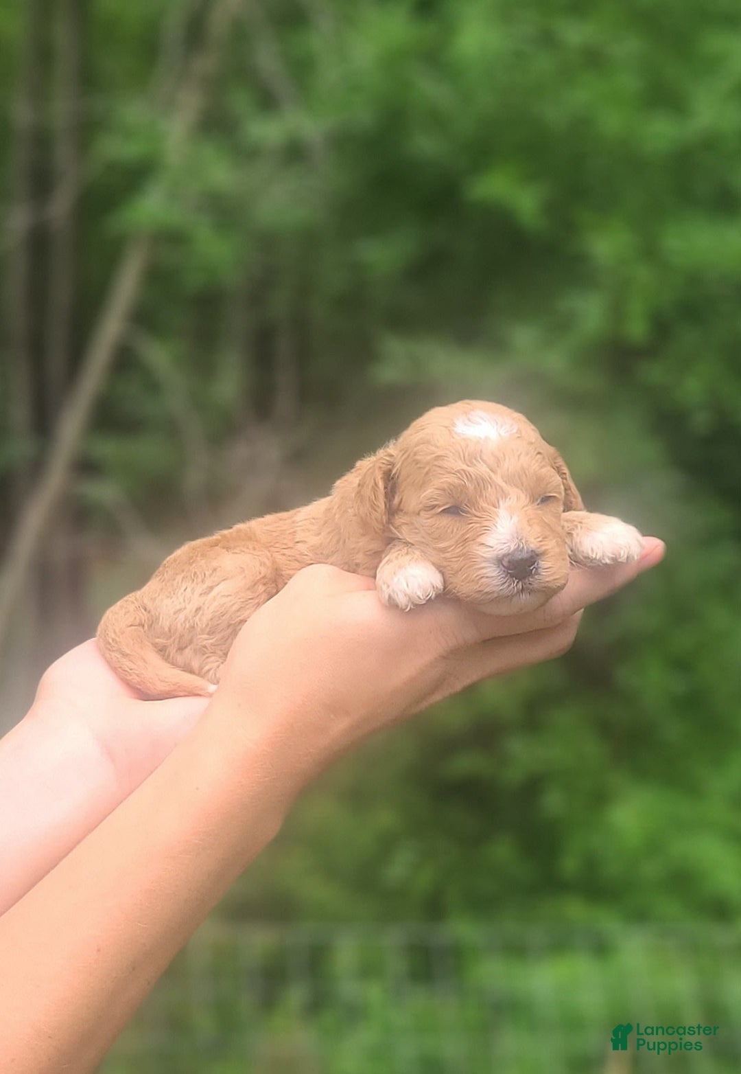 Mini Goldendoodle dogs for sale: Sundae - Image 1