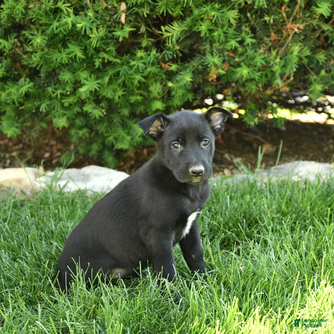 Belgian Malinois dogs for sale: Luna - Image 1