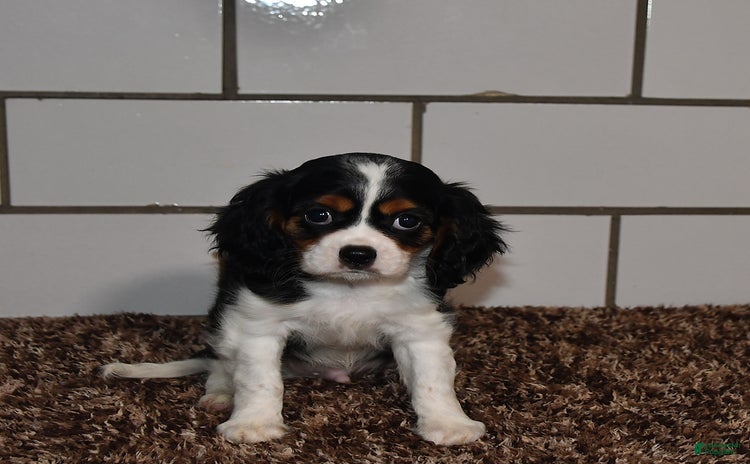 Cavalier King Charles Spaniel dogs for sale - Ad 4