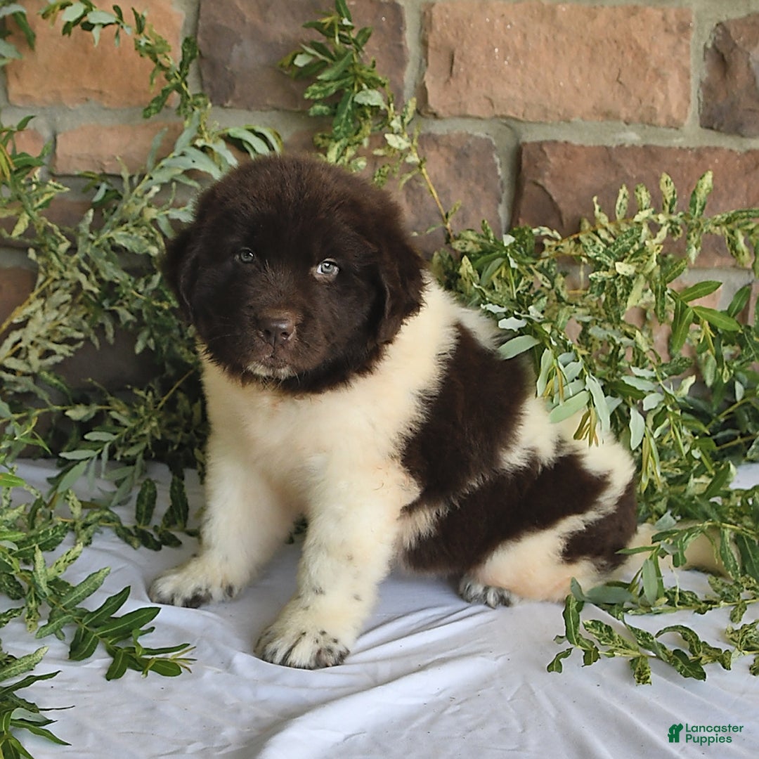 Newfoundland dogs for sale: Sasha - Image 2