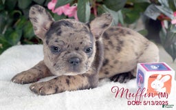French Bulldog dogs for sale: French Bulldog 6 puppies - Image 5