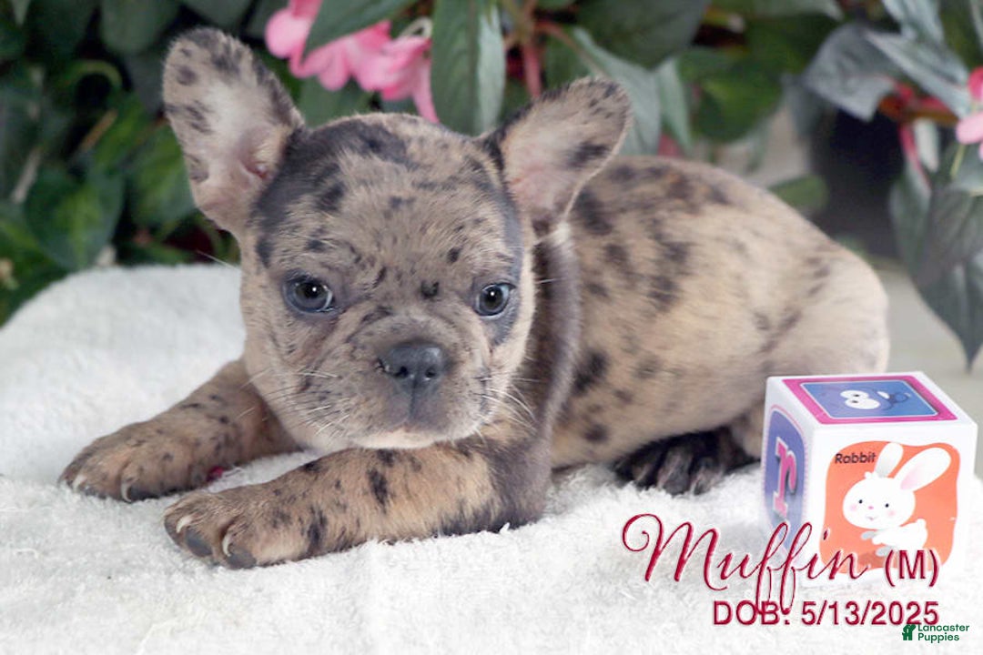 French Bulldog dogs for sale: French Bulldog 6 puppies - Image 5