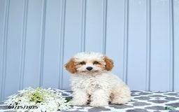 Toy Poodle dogs for sale: Karter - Image 13