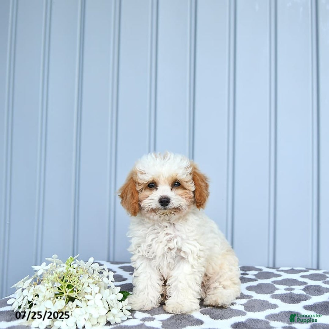 Toy Poodle dogs for sale: Karter - Image 13