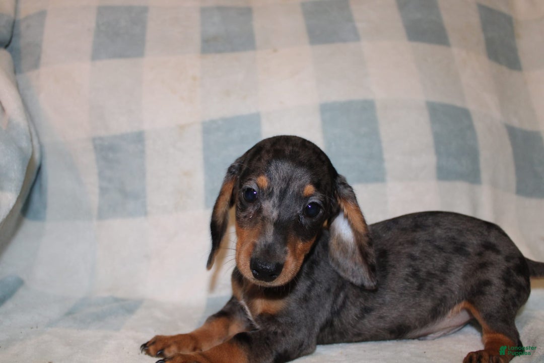 Miniature Dachshund dogs for sale: Teddy Mini - Image 23