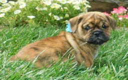 English Bulldog dogs for sale: Teddy - Image 2