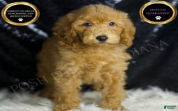 Mini Goldendoodle dogs for sale: Captain - Image 5