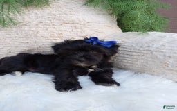 Teddy Bear dogs for sale: Teddy Bear 6 puppies - Image 6