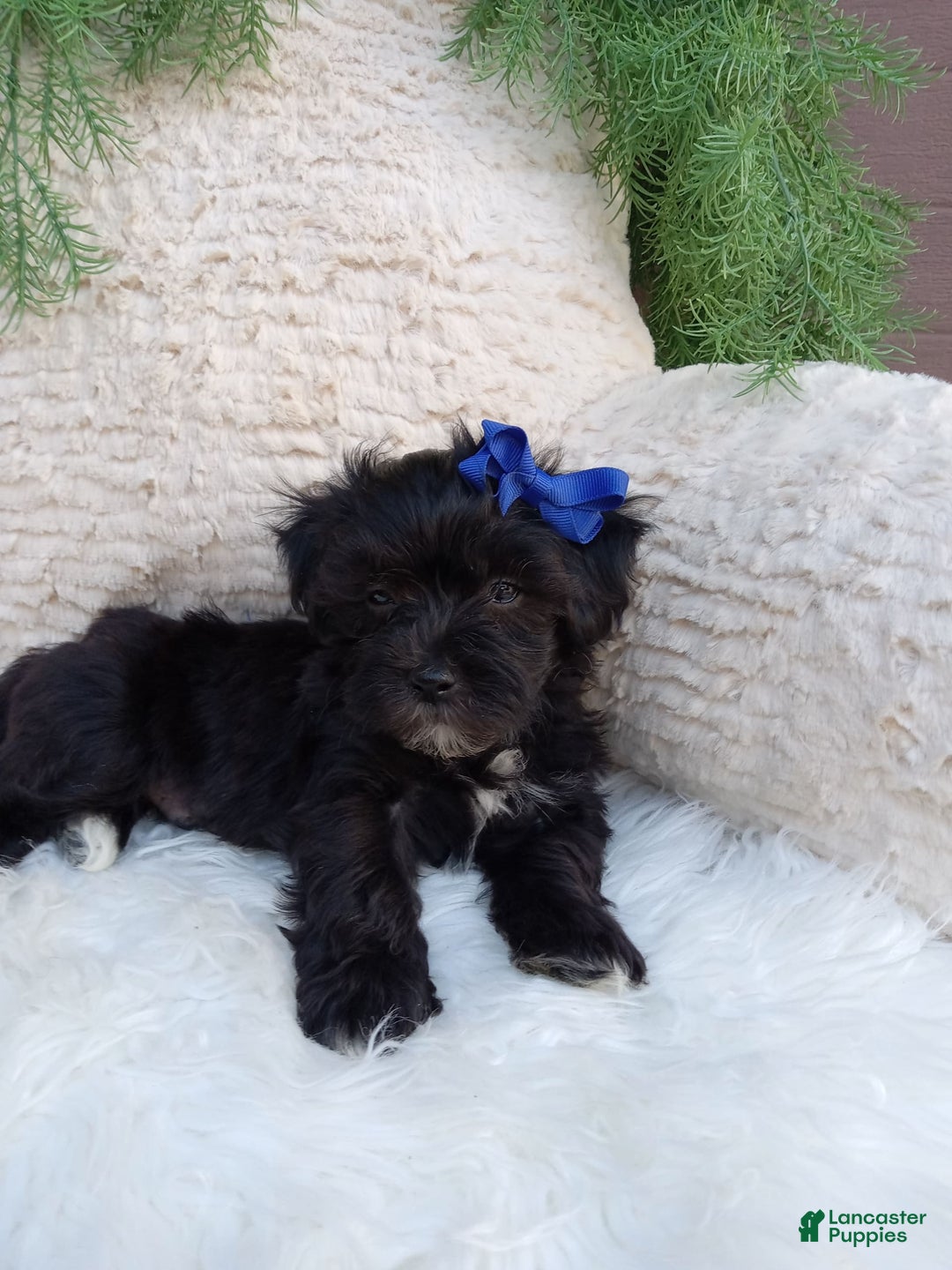 Teddy Bear dogs for sale: Teddy Bear 6 puppies - Image 6