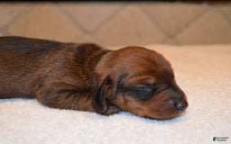 Dachshund dogs for sale: Justice - Image 1