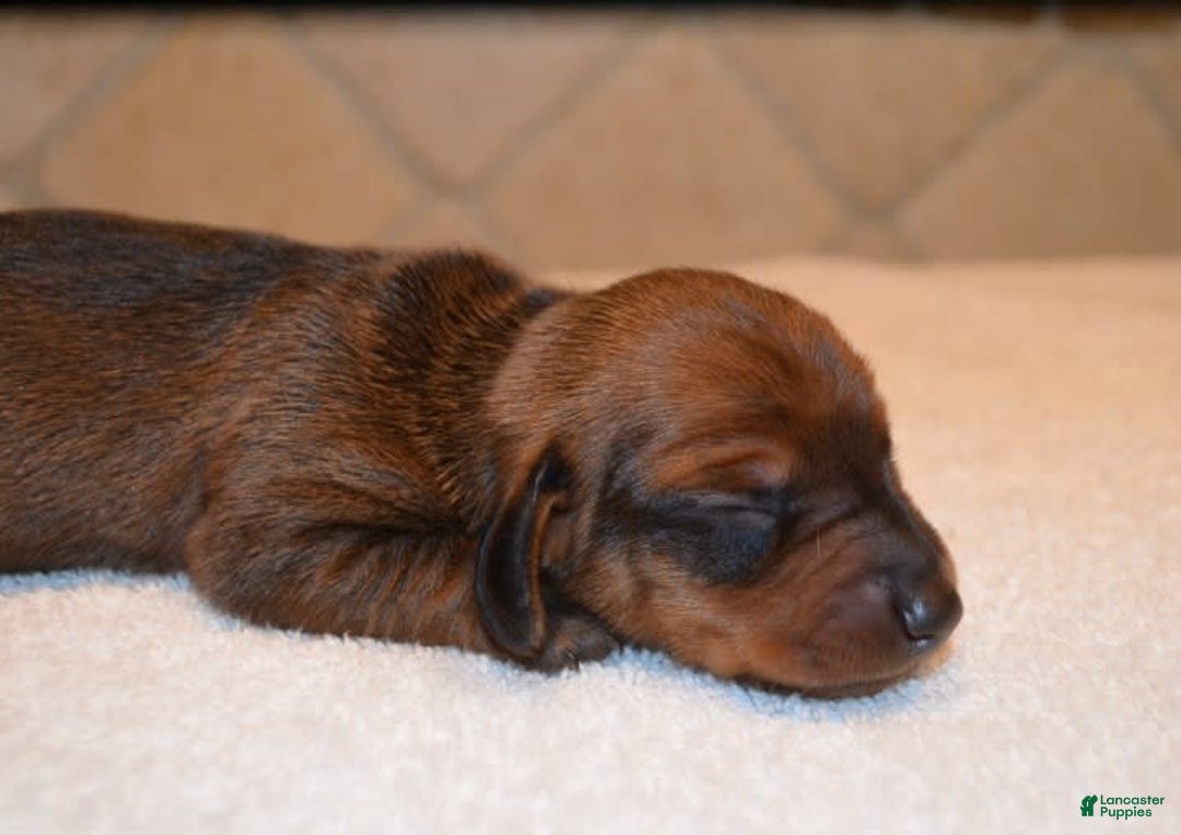 Dachshund dogs for sale: Justice - Image 1