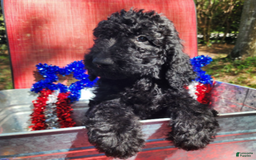 Goldendoodle dogs for sale: Max - Image 3