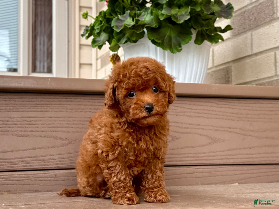 Maltipoo dogs for sale: Gorgeous - Image 5