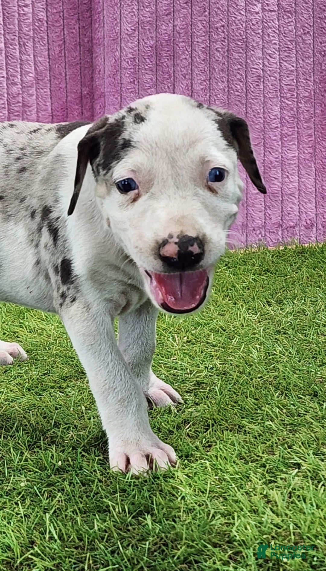 Catahoula Leopard Dog dogs for sale: Tess 2025 Female 6 - Image 7