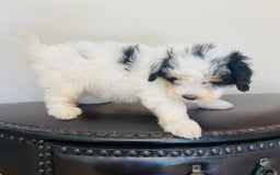 Mini Bernedoodle dogs for sale: Nutter Butter - Image 8