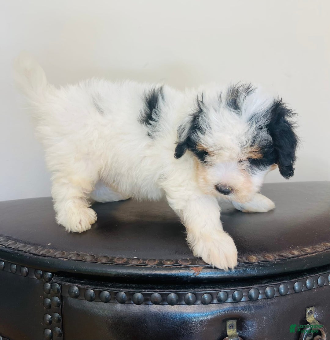 Mini Bernedoodle dogs for sale: Nutter Butter - Image 8