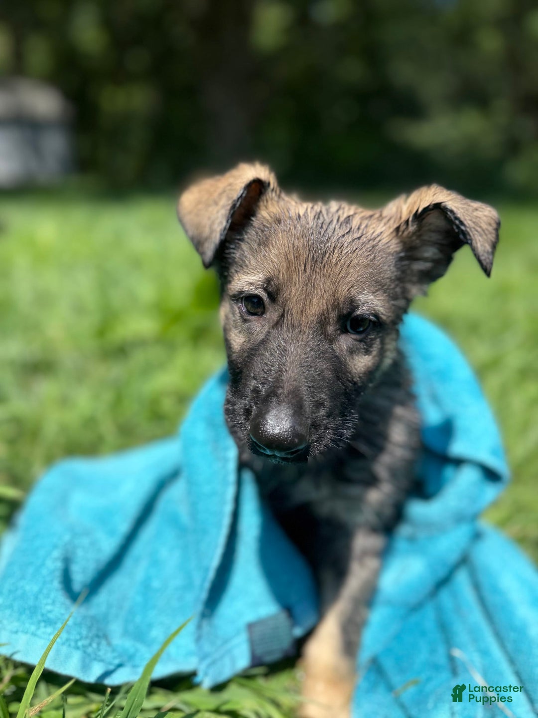 German Shepherd dogs for sale: Stripe - Image 3