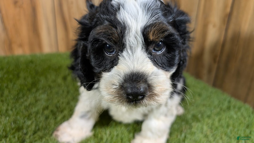 Cavapoo dogs for sale: Missy Boy 2 - Image 12