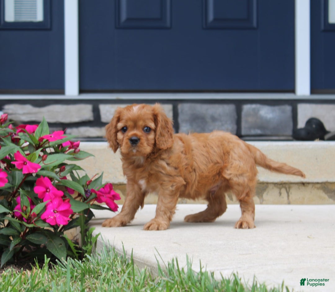 Cavalier King Charles Spaniel dogs for sale: Bentley - Image 2