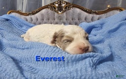 Mini Goldendoodle dogs for sale: Everest - Image 3