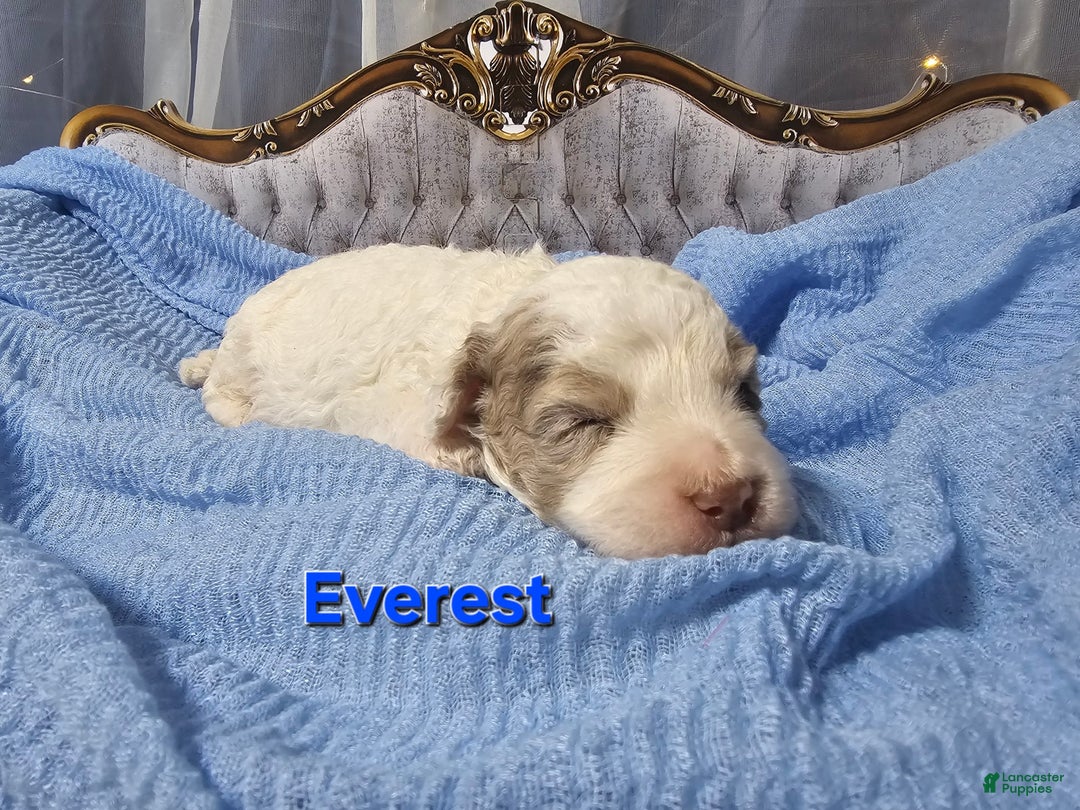 Mini Goldendoodle dogs for sale: Everest - Image 3