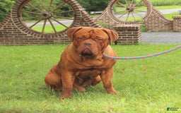 Dogue De Bordeaux dogs for sale: Bobby - Image 2