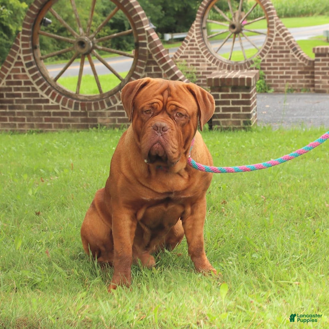 Dogue De Bordeaux dogs for sale: Bobby - Image 2