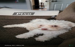 Bichon Frise dogs for sale: Pixo - Image 1