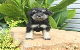 Miniature Schnauzer dogs for sale: Mason - Image 3