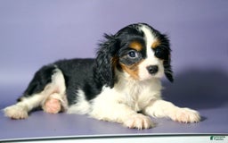 Cavalier King Charles Spaniel dogs for sale: Tommy - Image 1