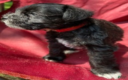 Miniature Schnauzer dogs for sale: Ellie - Image 11