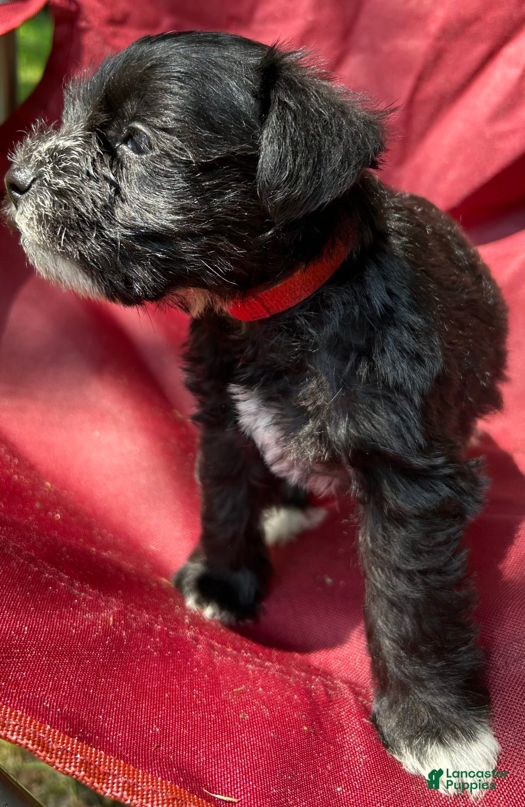 Miniature Schnauzer dogs for sale: Ellie - Image 11