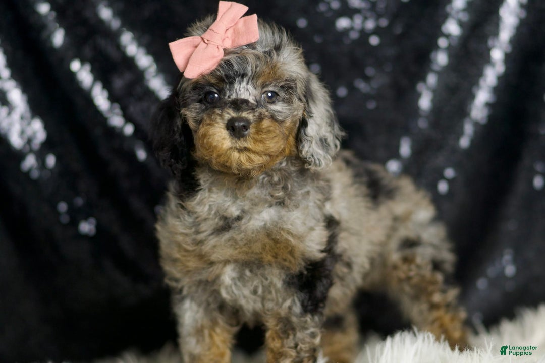 Miniature Poodle dogs for sale: Sharon - Image 5