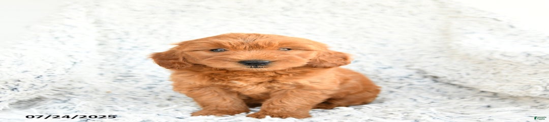 Fudge