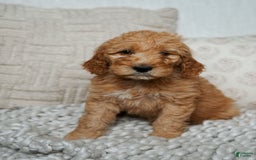 Goldendoodle dogs for sale: Chuck Bass - Image 7